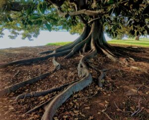 the roots of a large old tree spread out healthily and the tree thrives 