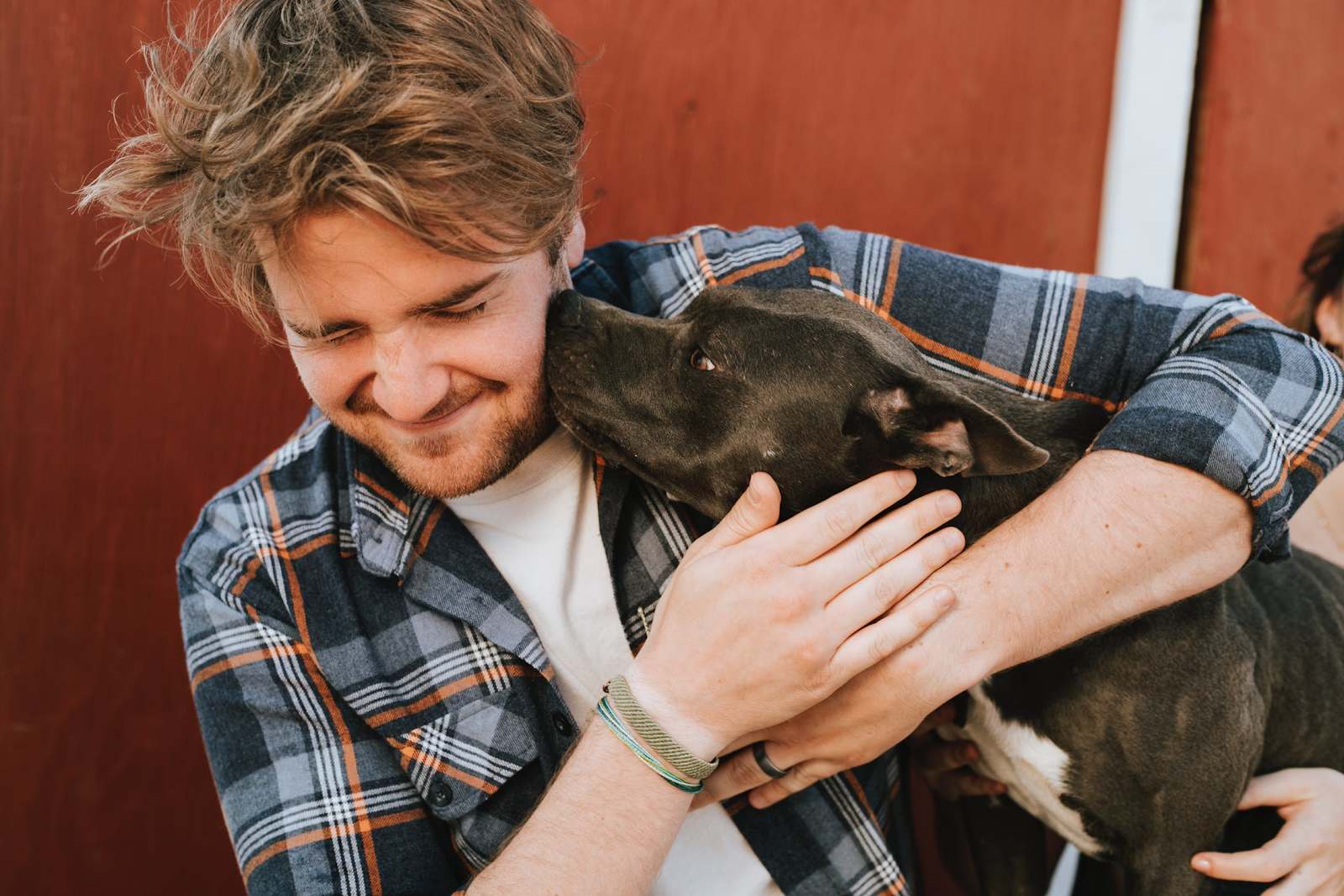 a black pitbull terrier with a white stomach kisses a man with blond hair and a gray and orange flannel shirt on the cheek