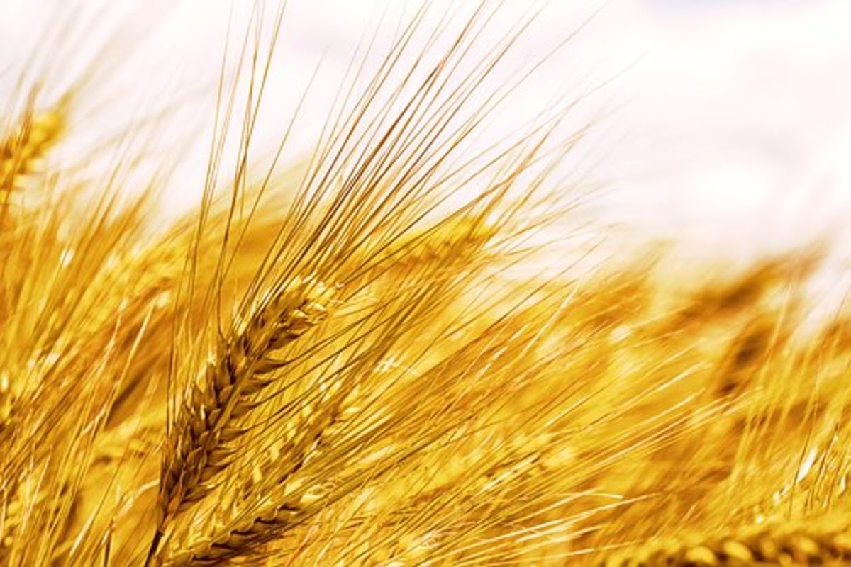 wheat a source of fiber which may help reduce depression symptoms